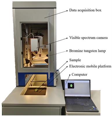 Early detection and lesion visualization of pear leaf anthracnose based on multi-source feature fusion of hyperspectral imaging